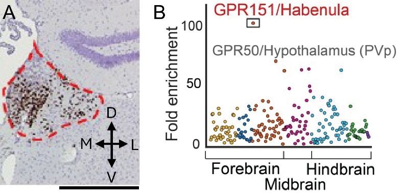 Diagram showing GPR151 enrichment in the habenula