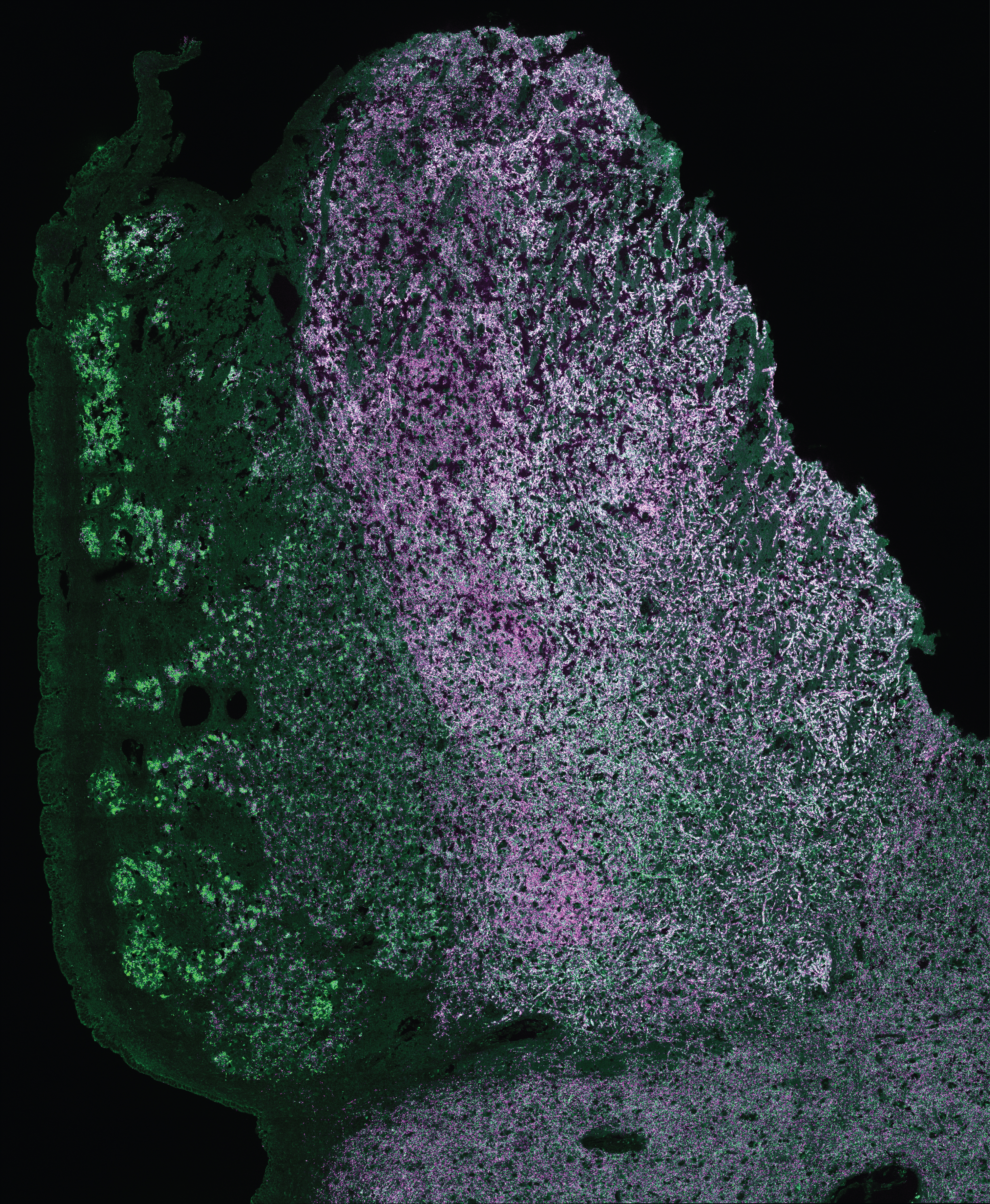 colabeling for synaptic mechanism of reinforcement signals