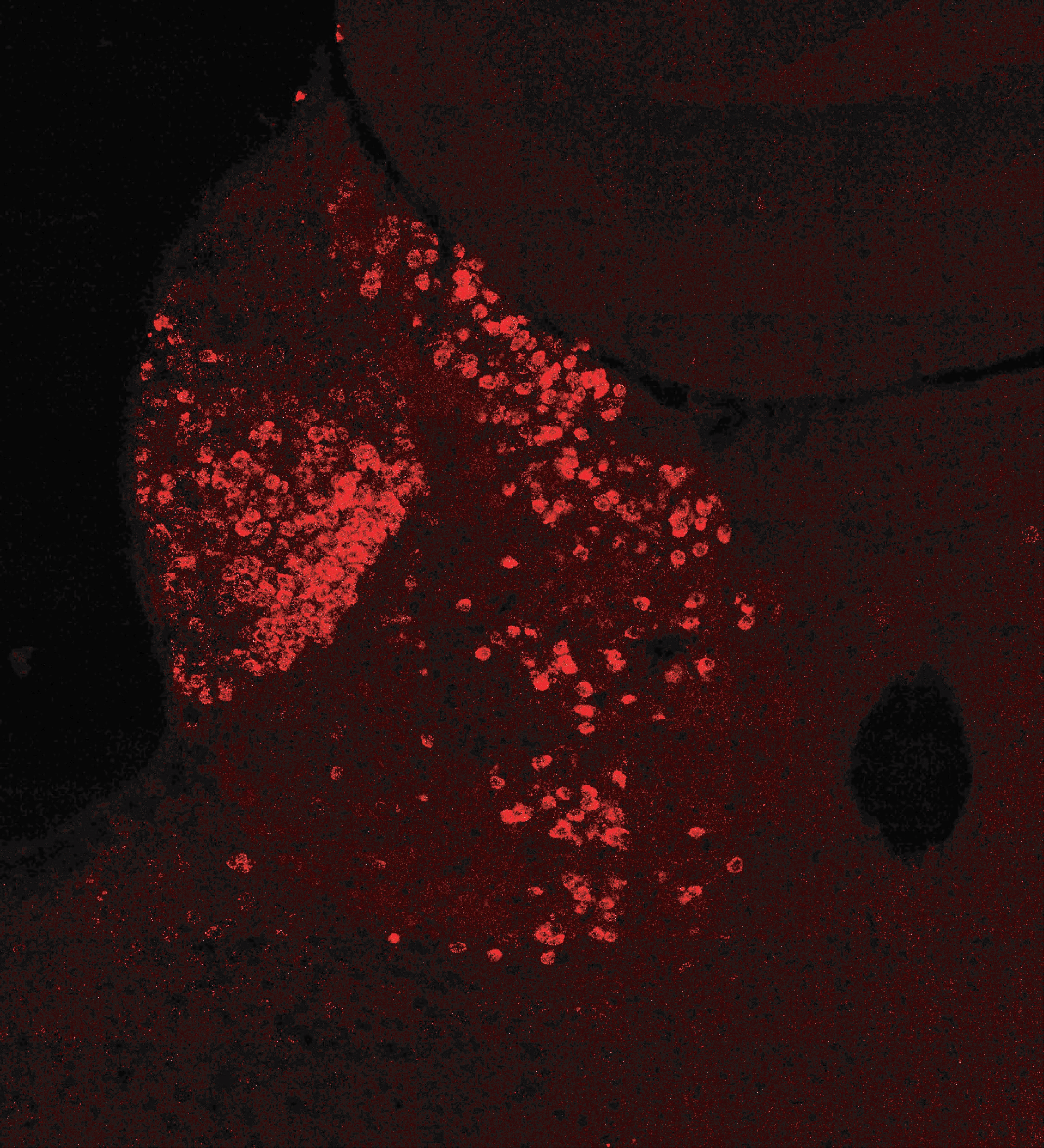 gpr151 for depression-enriched circuit therapeutic